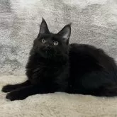 メインクーン【愛知県・女の子・2025年4月26日・ブラック】の写真7