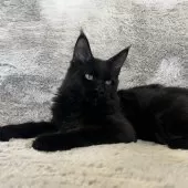 メインクーン【愛知県・男の子・2025年5月12日・ブラック】の写真7