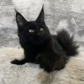 メインクーン【愛知県・女の子・2025年4月26日・ブラック】の写真6