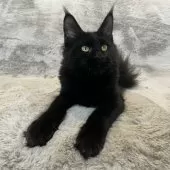 メインクーン【愛知県・女の子・2025年4月26日・ブラック】の写真7