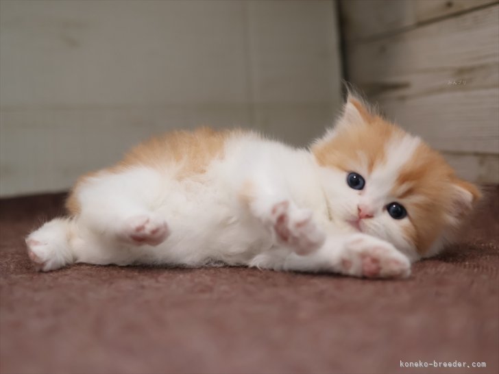 星野　勉(ほしの　つとむ)ブリーダー(愛知県・マンチカンなど・JCU/JABC登録)の紹介写真5