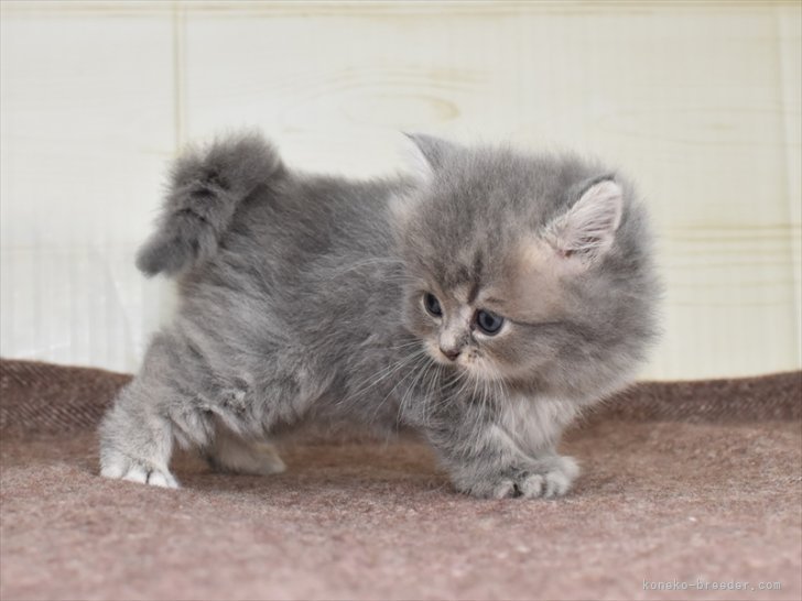 星野　勉(ほしの　つとむ)ブリーダー(愛知県・マンチカンなど・JCU/JABC登録)の紹介写真6