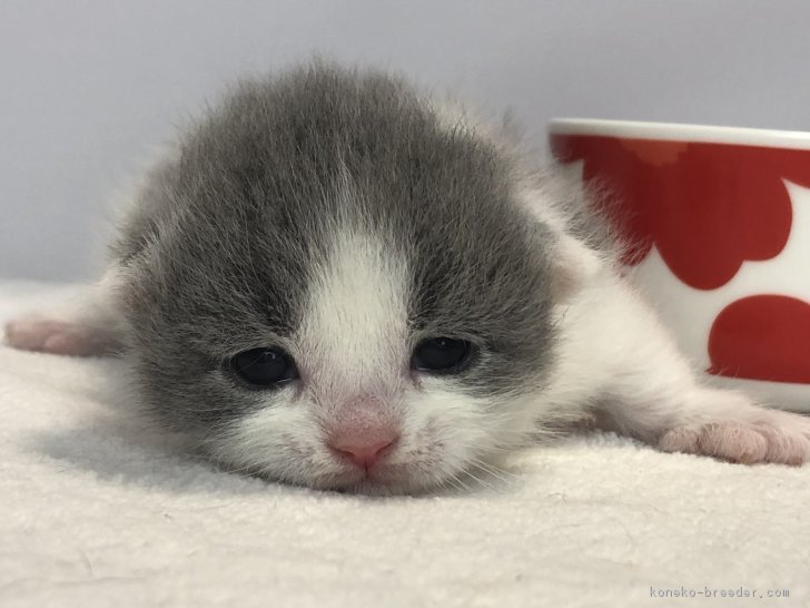 マンチカン子猫情報更新 星野一哉ブリーダー みんなの子猫ブリーダー