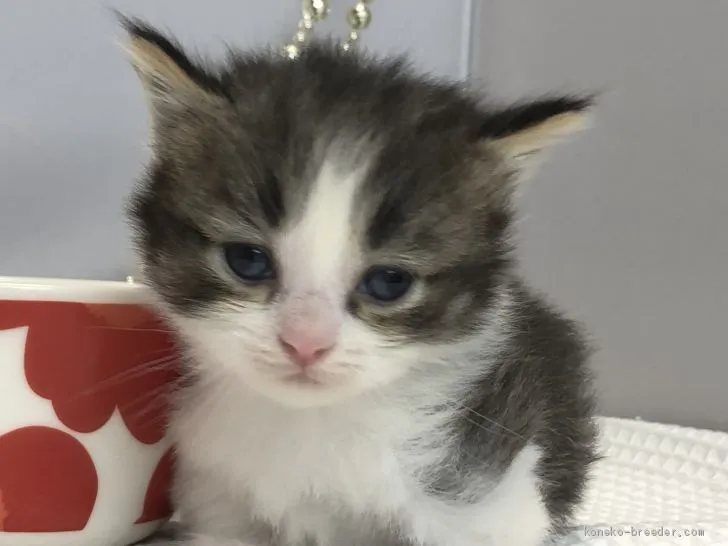 ID：1908-00443の子猫