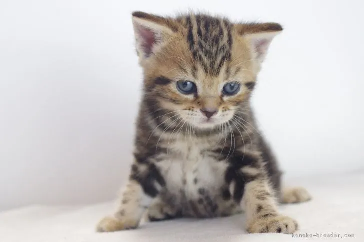 ID:1711-00043の子猫