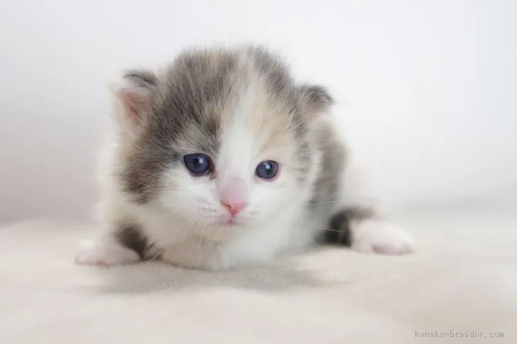 ID:1709-00780の子猫