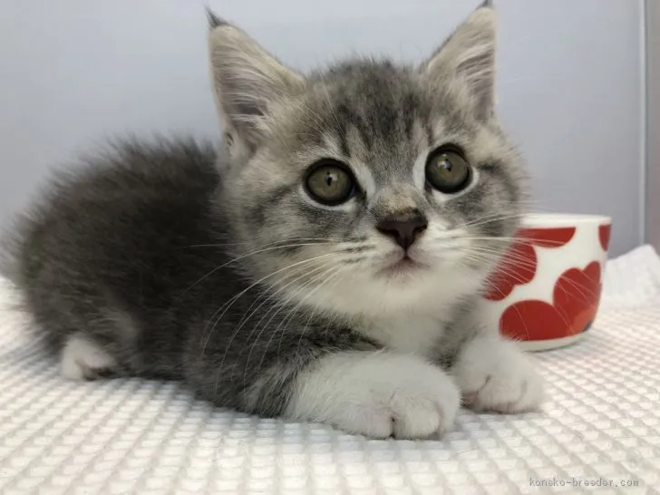 ID:1906-01931の子猫