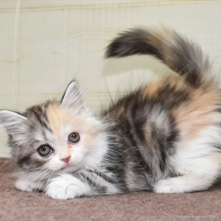 ID：2302-00552の子猫