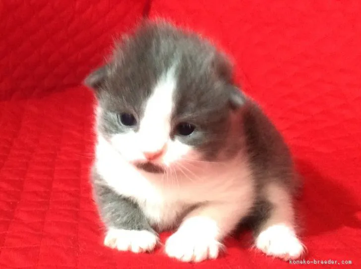 ID：1612-00252の子猫