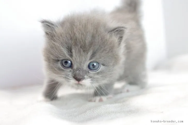 ID：1711-01161の子猫