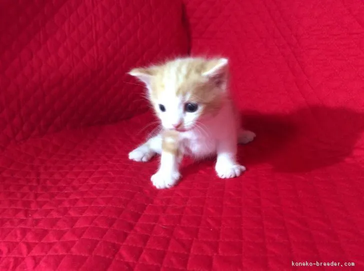 ID：1612-00157の子猫