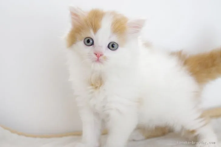 ID:1706-00009の子猫