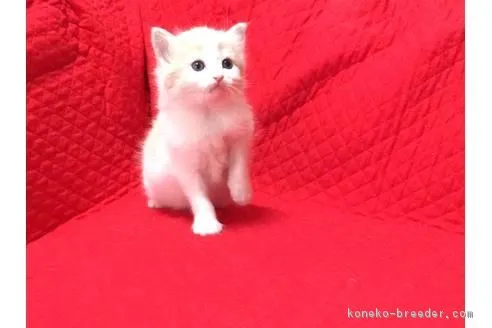 ID：1705-00192の子猫