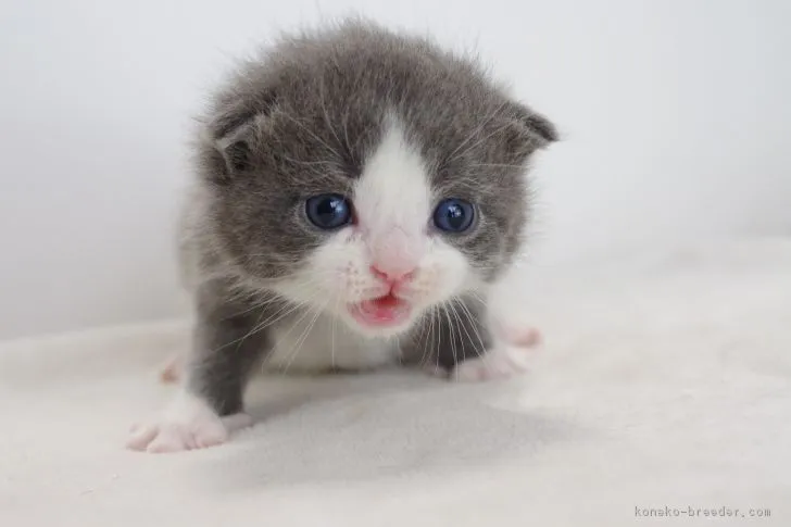 ID：1705-00828の子猫