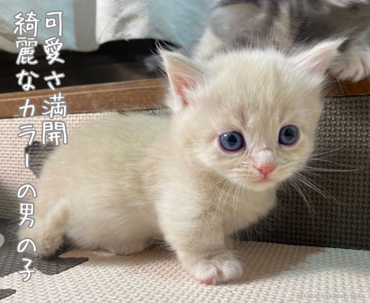 マンチカン(短足)【愛知県・男の子・2022年2月10日・クリーム