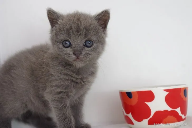 ID：1810-00946の子猫