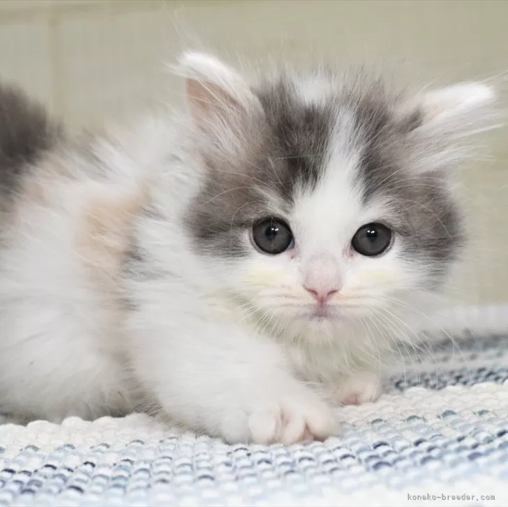 ID：2407-01934の子猫