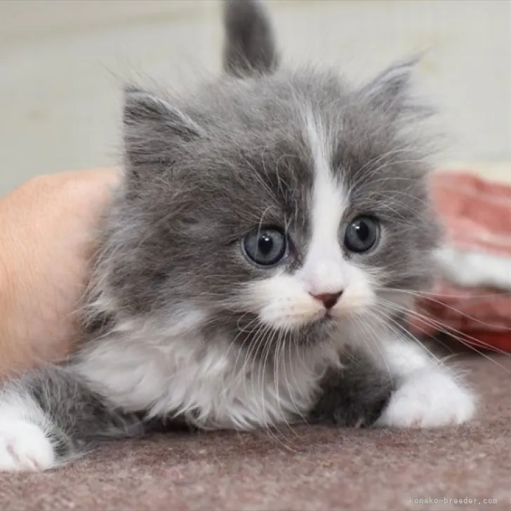 ID:2311-00582の子猫