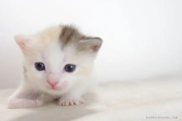 ID：1709-00778の子猫