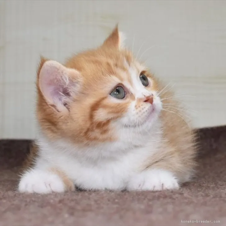 ID:2310-00391の子猫