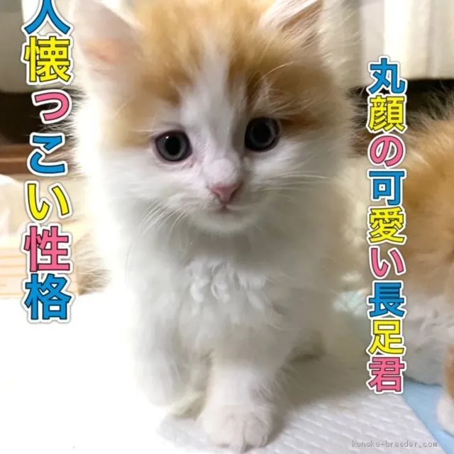 ユウ 様のお迎えした子猫
