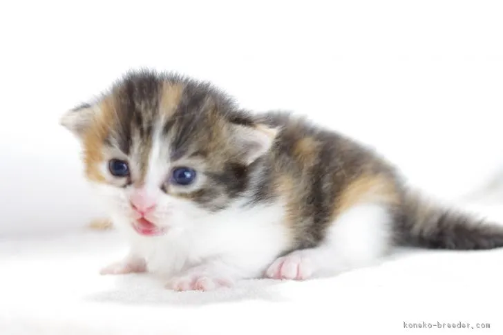 ID:1712-00540の子猫