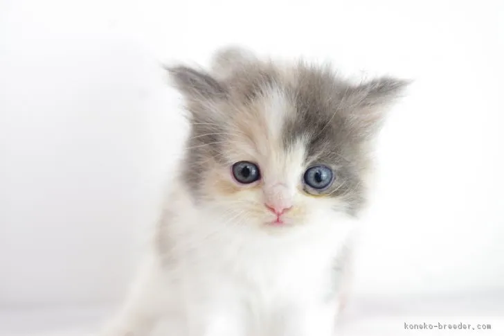 ID：1808-00400の子猫