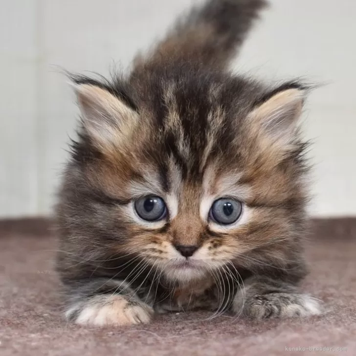 ID：2405-01913の子猫