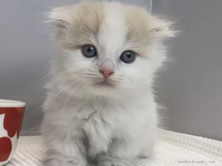 ID：1908-00860の子猫