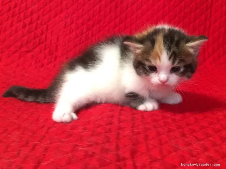 ID:1612-00657の子猫