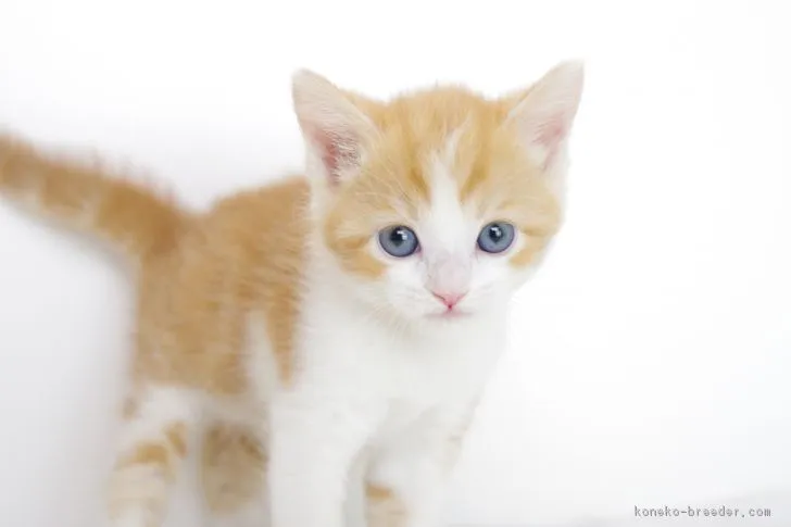 ム-ス 様のお迎えした子猫