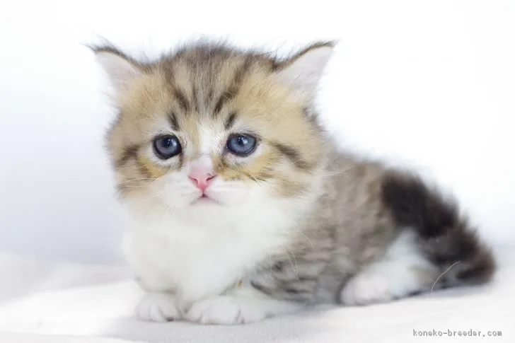 M 様のお迎えした子猫