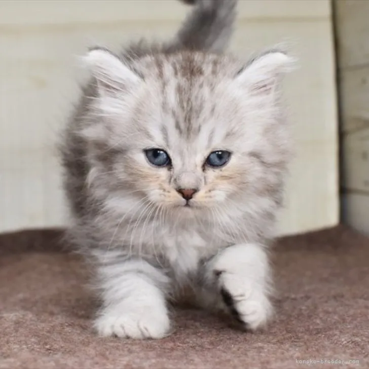 ID：2304-01381の子猫