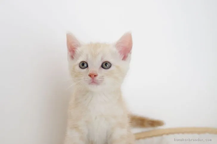 ID:1705-00813の子猫