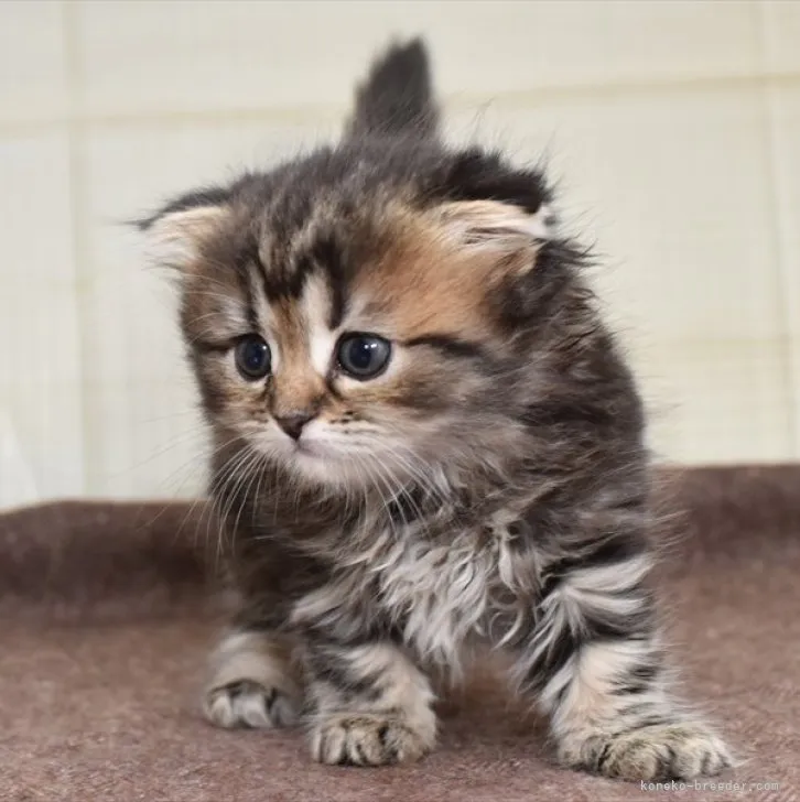 ID：2308-00183の子猫