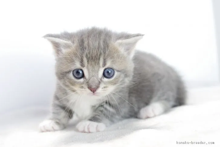 むぎパパ 様のお迎えした子猫