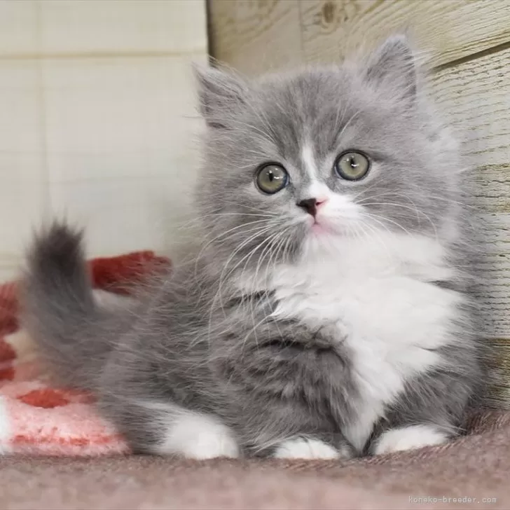 ID：2402-01792の子猫