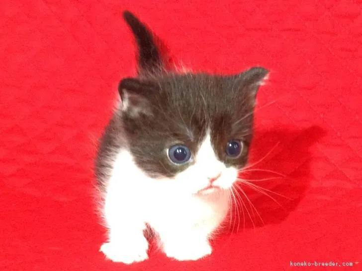 ID：1612-00249の子猫