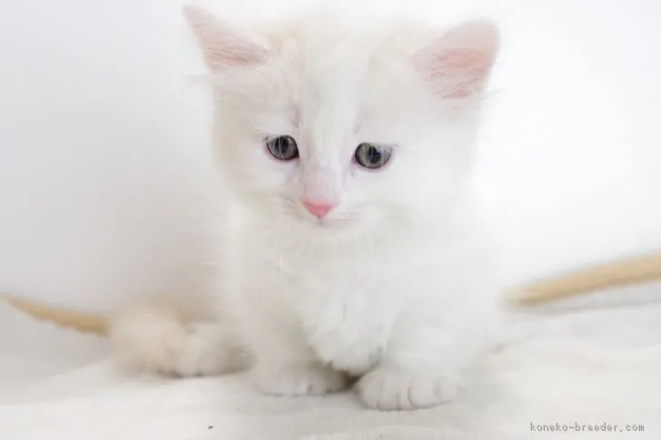 ID：1705-00900の子猫