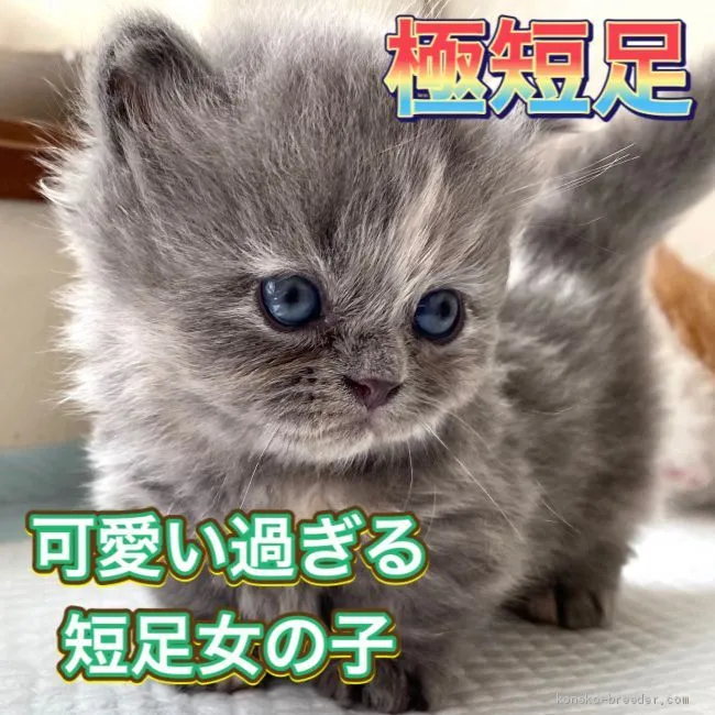 タラ 様のお迎えした子猫