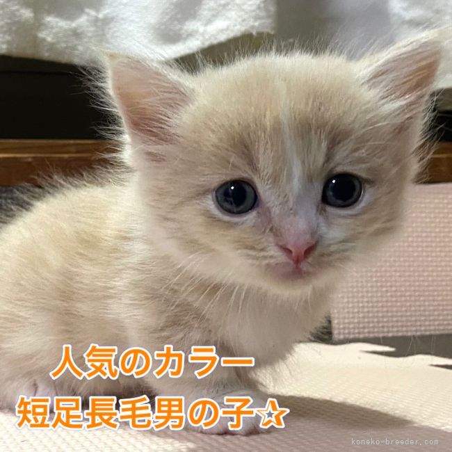 マンチカン 短足 愛知県 男の子 21年5月日 クリームタビ ホワイト 短足 短足 6兄妹 みんなの子猫ブリーダー 子猫id 2106 マンチカン 短足 愛知県 男の子 21年5月日 クリームタビ ホワイト 短足 短足 6兄妹 みんなの子猫ブリーダー 子猫id 2106