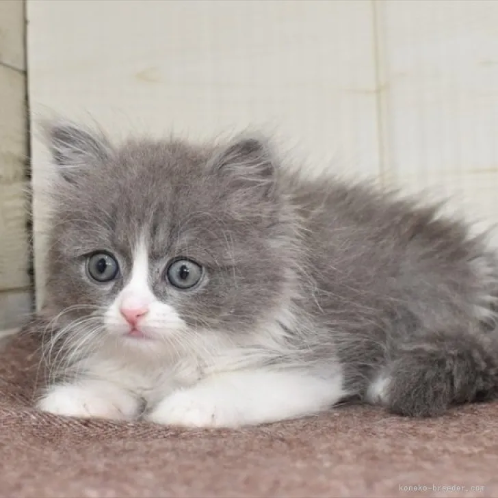 ID:2303-02247の子猫