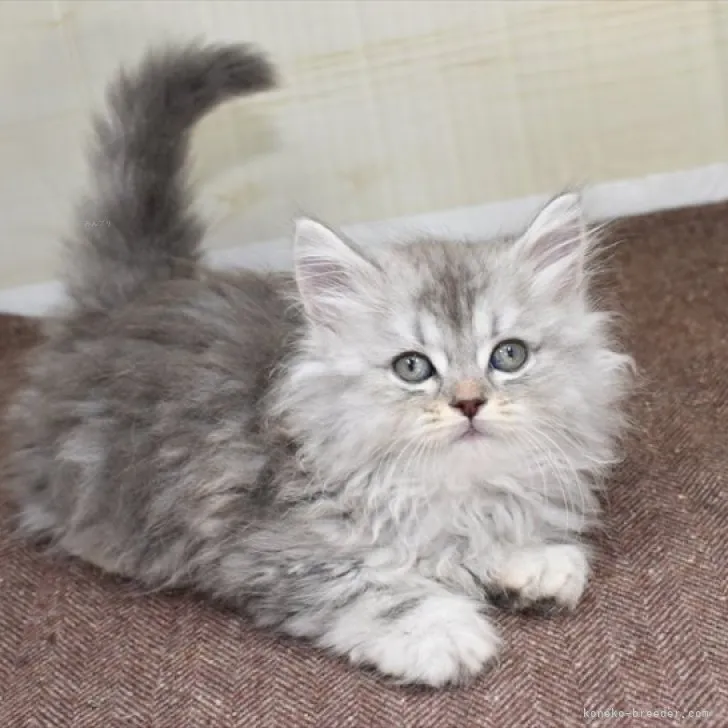 ID:2309-00663の子猫