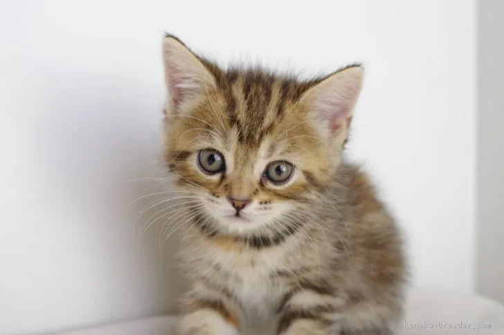 ID:1707-00506の子猫