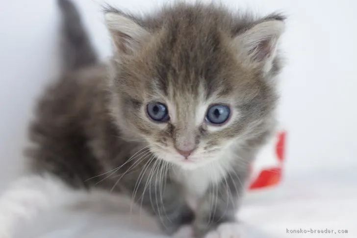 マコト 様のお迎えした子猫