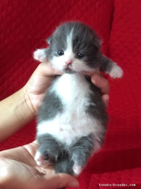 ID:1612-00250の子猫