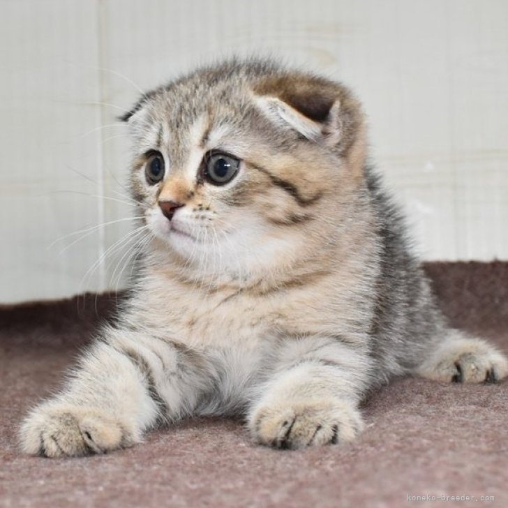 cat_img_1_7e8b87bbe690.jpg