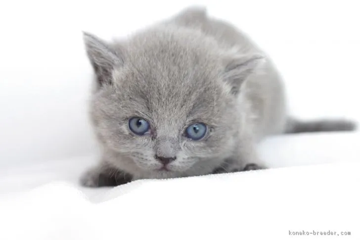 ID：1802-00778の子猫