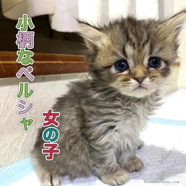 キセキのミミ 様のお迎えした子猫