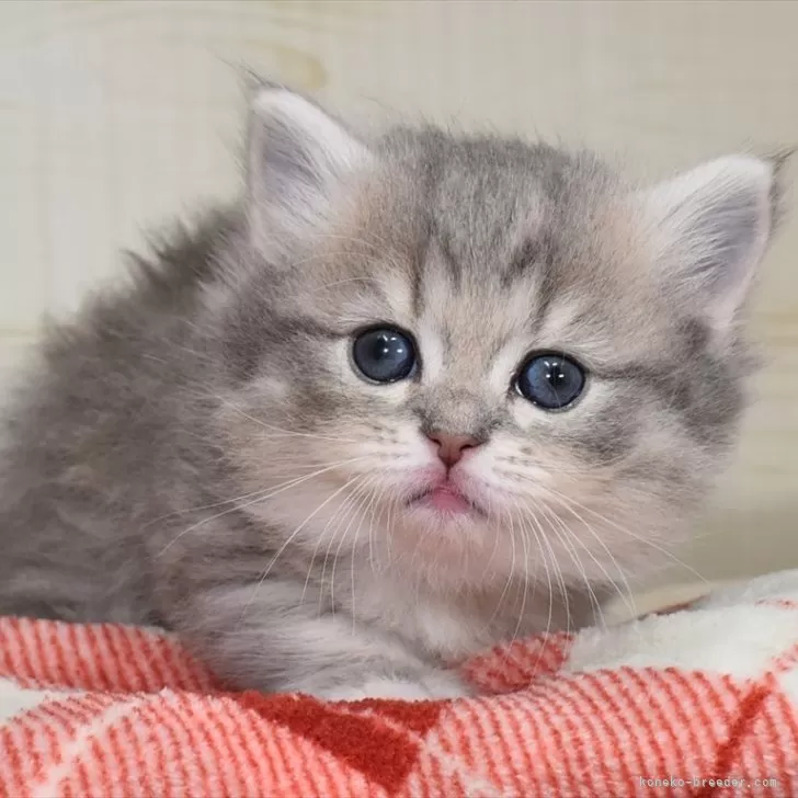 ID:2402-01395の子猫